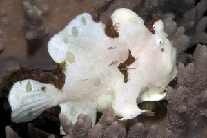 Painted frogfish (Antennarius pictus), Red Sea