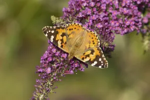 Painted lady butterfly (Vanessa cardui) adult insect feeding on a garden Buddleja or buddleia purple flower in summer