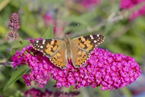 Painted lady (Vanessa cardui) sucking nectar on butterfly-bush (Buddleja davidii)