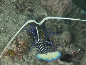Painted rock crayfish (Panulirus versicolor) with blue stripes in the ocean