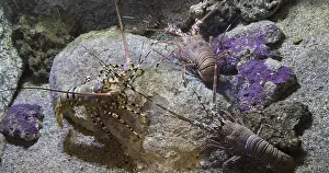 Painted Spiny Lobster or Painted Rock Lobster (panulirus versicolor)