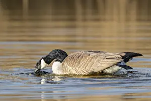 A pair of Canada geese mating, Lake Uemmingen