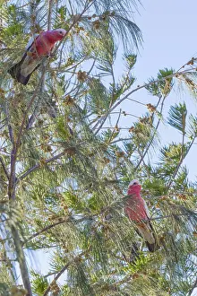 Pair colorful parrots Galah outdoors on a branch of tree in the morning
