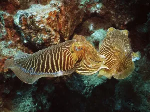 Pair of common cuttlefish (Sepia officinalis)