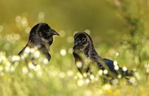 Pair of common ravens (Corvus corax)