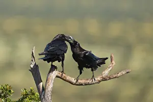 Pair of common ravens (Corvus corax) mating on a branch
