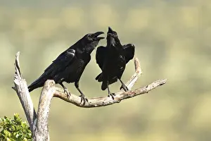 Pair of common ravens (Corvus corax) mating on a branch