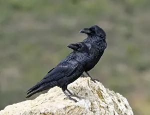 Pair of common ravens (Corvus corax) on a rock