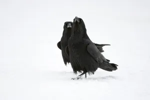 Pair of Common Ravens, mating