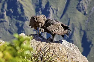 A pair of condors shows proximity on a rock in a natural environment