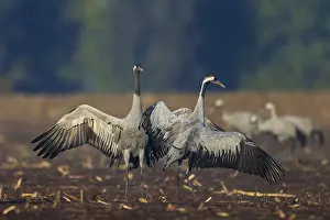 Category Wildlife DE Prints: A pair of cranes in a field with raised wings