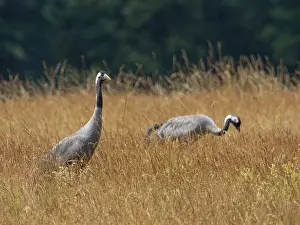 Category Wildlife DE Prints: A pair of cranes looking for food