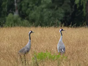 Category Wildlife DE Prints: A pair of cranes looking for food