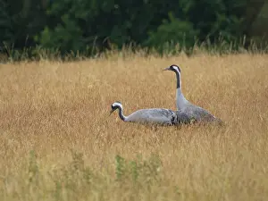 Category Wildlife DE Prints: A pair of cranes looking for food