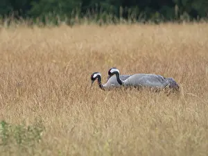 Category Wildlife DE Prints: A pair of cranes looking for food