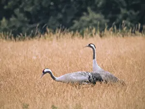 Category Wildlife DE Prints: A pair of cranes looking for food