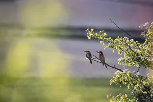 A pair of European bee-eaters (Merops apiaster) sitting on a tree branch