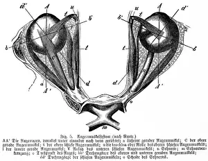 Pair of eyes directed parallel and forward