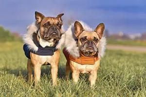 Pair of fawn French Bulldog dogs wearing warm winter clothes with fur collar as protection from cold temperatures