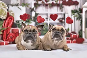 Pair of French Bulldog dogs with Valentines day headbands with hearts lying down in front of seasonal decoration with