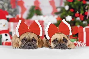 Pair of French Bulldog dogs wearing Christmas ribbon costume on heads in front of seasonal decoration