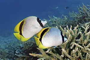 Framed Print : Pair of giant butterflyfish (Chaetodon lineolatus) swimming over coral reef