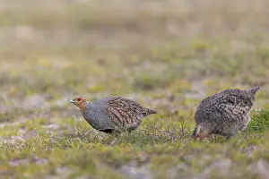 A pair of grey partridges (Perdix perdix) foraging