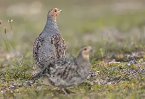 The pair of grey partridges (Perdix perdix) are still foraging together