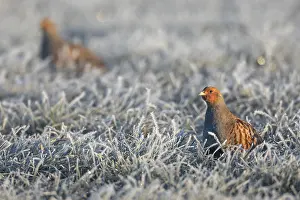 Framed Print : A pair of grey partridges (Perdix perdix) foraging in a meadow with hoar frost