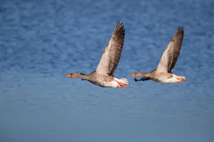 Pair of greylag geese flying together