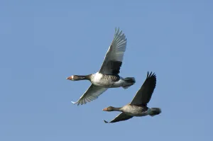 Pair of Greylag Goose (Anser anser) in flight