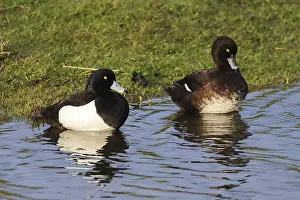 A pair of heroned ducks Aythya fuligula island of Texel