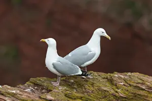 A pair of herring gulls sitting on a cliff on the island of Heligoland