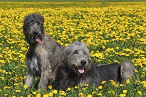 Pair of Irish Wolfhounds (Canis lupus familiaris)