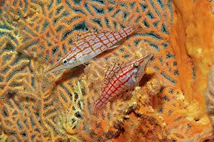 Pair of Long-billed Longnose hawkfish (Oxycirrhites typus)