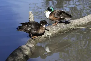 Pair of mallards