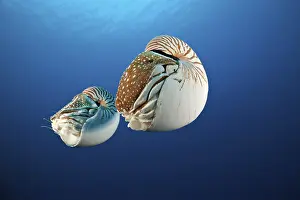 Pair of nautilus, pearl boat, Nautilus belauensis