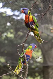 The pair of the rainbow lorikeet (Trichoglossus haematodus moluccanus) on tree inside aviary