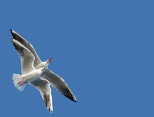 Pair of seagulls flying in blue a sky background