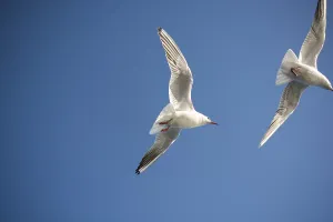 Pair of seagulls flying in blue a sky background