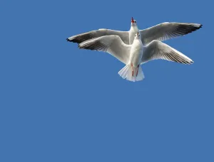 Pair of seagulls flying in blue a sky background