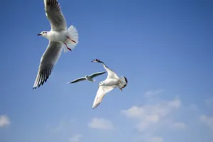 Pair of seagulls are flying in sky over the sea waters