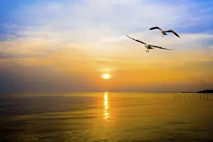 Category Wildlife DE Prints: Pair of seagulls in yellow, orange