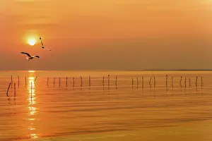 Category Wildlife DE Prints: Pair of seagulls in yellow, orange sky and bright sun at sunrise