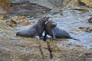 A pair of seals tenderly lean together on a rock