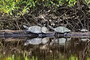 A pair of turtles on a tree trunk are seen in the calm waters of a natural environment