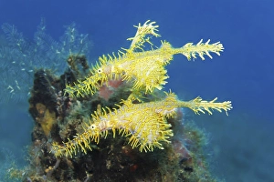 Pair, two, ornate ghost pipefish (Solenostomus paradoxus) yellow