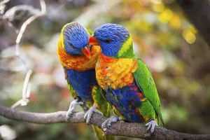 Pair, two, Swainson's Lorikeet (Trichoglossus haematodus moluccanus) sit on branch and beak