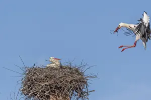 Pair of white stork (ciconia ciconia) building their nest in spring