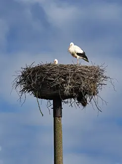Category Wildlife DE Prints: A pair of white storks on their nest